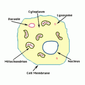 animalcell